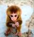 Bébé Singe Capucin très bien apprivoisé