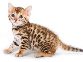Magnifiques Type Chatons Savannah  Chatons bengal