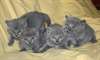 adorables chatons chartreux