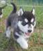 exceptionnelle de husky sibérien chiots disponible