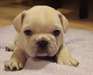 Des chiots bouledogue Français disponibles