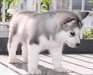 Chiots husky sibérien pour Adoption