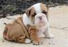 Chiots Eglish Bulldog pour Adoption