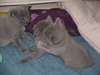 adorable et mignon chaton m&#226;le lilas sacre de birm - photo 1
