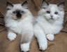 Purebred Lilac Lynx Point Ragdoll Kitten available
