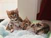 Chatons Bengal affectueux  Chatons Bengal affectu
