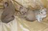 Chaton Burmilla disponible pour vous