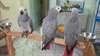 Beau gris africain du Congo perroquets