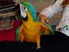 Bleu et or perroquets macaw prêt pour adoption
