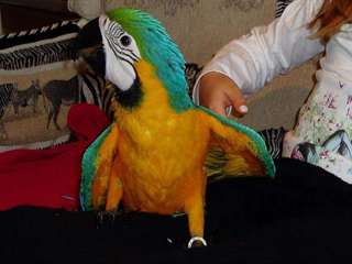 Bleu et or perroquets macaw pr&#234;t pour adoption