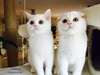 Chatons Scottish Fold