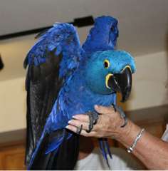 Bleu  perroquets macaw pr&#234;t pour adoption