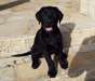 Chiot labrador noir disponible .