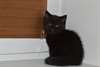 Nous avons un chaton &#233;cossais noir disponible - photo 1