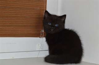 Nous avons un chaton &#233;cossais noir disponible