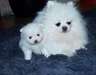 Chiots spitz nain blancs lof