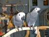 African Grey Parrots  text via; (510) 455-8318