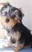 Magnifique yorkshire terrier chiots pour adoption