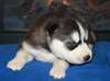 Superbes chiots siberian husky disponible