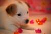 Donne chiot Jack russell