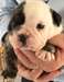 Adorable Chiot bouldogue anglais à donner