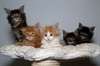 A donner chatons maine coon