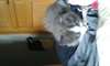 Chaton type angora
