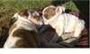 Chiots bulldog anglais pour adoption - photo 1