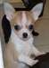 Chiots chihuahua