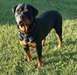 Chiots mâles et femelles rottweiler en bonne santé