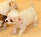 Magnifiques Chihuahuas