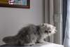 Chaton persan silver cherche une famille d'accueil