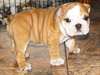 Incroyable chiot bouledogue anglais Disponible