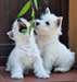Chiots Westie Terrier - photo 1