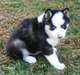 Husky sibérien pour l'adoption