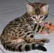 magnifique chaton bengal  magnifique chaton bengal