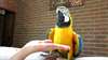 Bleu et or perroquets macaw pr&#234;t pour adoption  Ac - photo 1