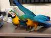 Bleu et or perroquets macaw prêt pour adoption  Ac