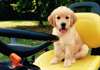 Golden Retriever chiots pour adoption
