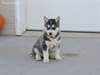 Husky sibérien pour l'adoption