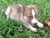 Husky sibérien pour adoption