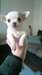 Chiots chihuahua mignons disponibles pour ADOPTOIN