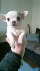 Chiots chihuahua mignons disponibles pour ADOPTOIN