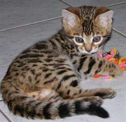 Beaux chatons bengal disponible pour adoption  Mag