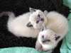 adorables chatons siamois A Donner  : 4 chatons de