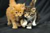 adorables chatons main coon Adorables chatons main