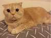 chaton Persan pour la vente ou l'adoption - photo 1