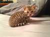 magnifique chaton bengal  magnifique chaton bengal