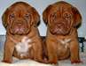 Dogue de Bordeaux