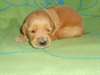 chiot bulldog Anglais de pure race,